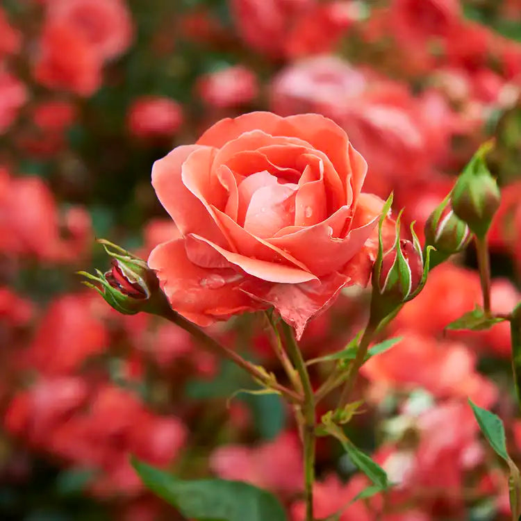 Garden Rose
