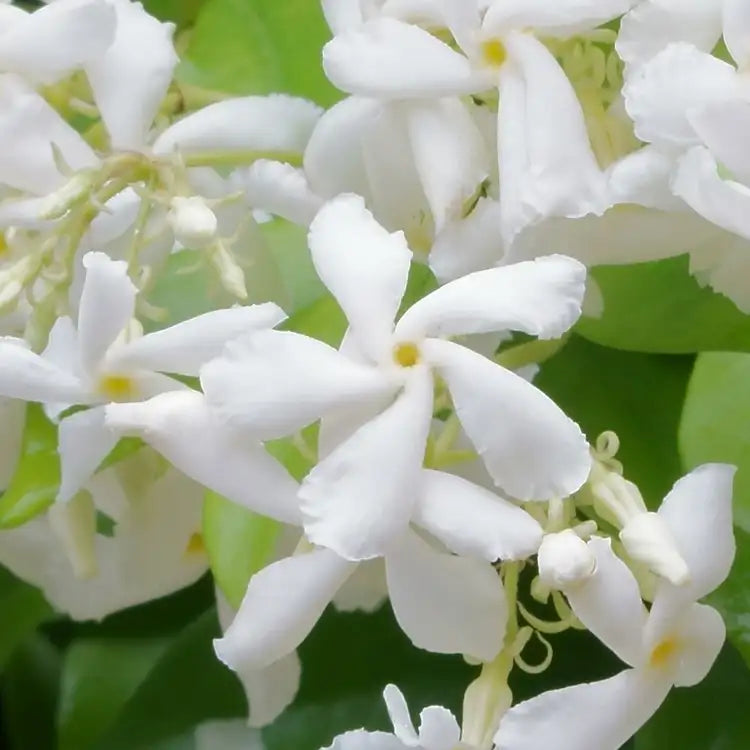Jasmine Meadow