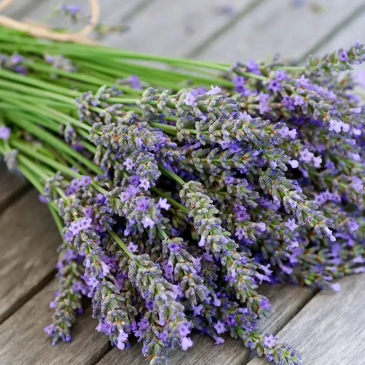 Original Collection | Lavender Single Wick Candle