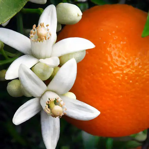 Orange Blossom | Teakwood