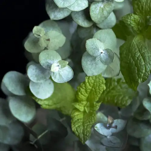 Eucalyptus | Mint