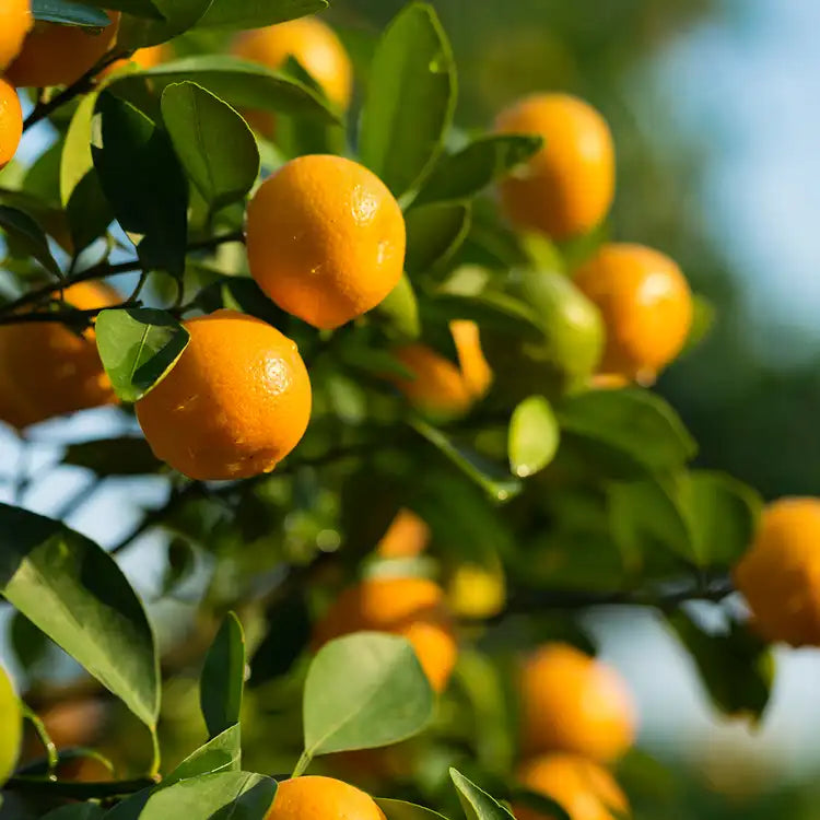 Warm Citrus