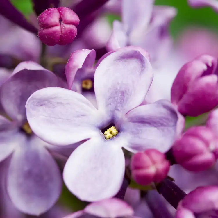Lilac
